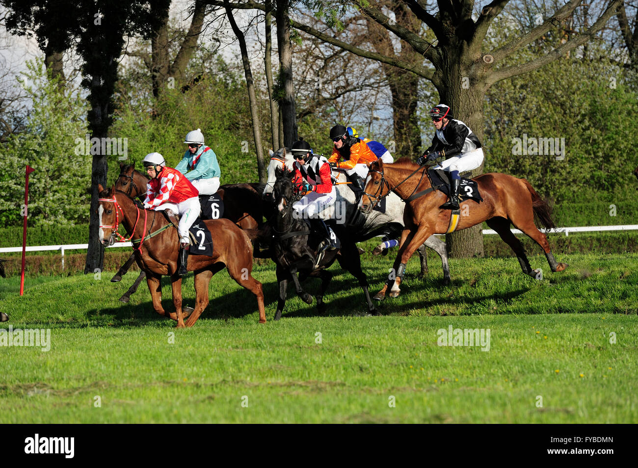 Surprise, Tamasa led longue Chang (L. Matusky), mais la finale n'avait pas la force. Après la sortie du dernier virage de l'avant il a commencé Kifaaya préférés (M. Stromsky) et semble être en route pour la victoire. Mais le grand fait une accélération Tamas sous Marcel Novak et il a adopté la première vue. Troisième et quatrième place de galoper dans l'avant-garde Zryw (D. Andres) et en Tasmanie (P. Dębowski). Tamas coach Pavel poteaux. Course, cheval, Partynice Wroclaw, Pologne, saison 2016, Wroclaw, dolnoslaskie, partynice, Pologne, europe, course, cheval, Partynice Wroclaw, Pologne, saison 2016, Wroclaw, Banque D'Images