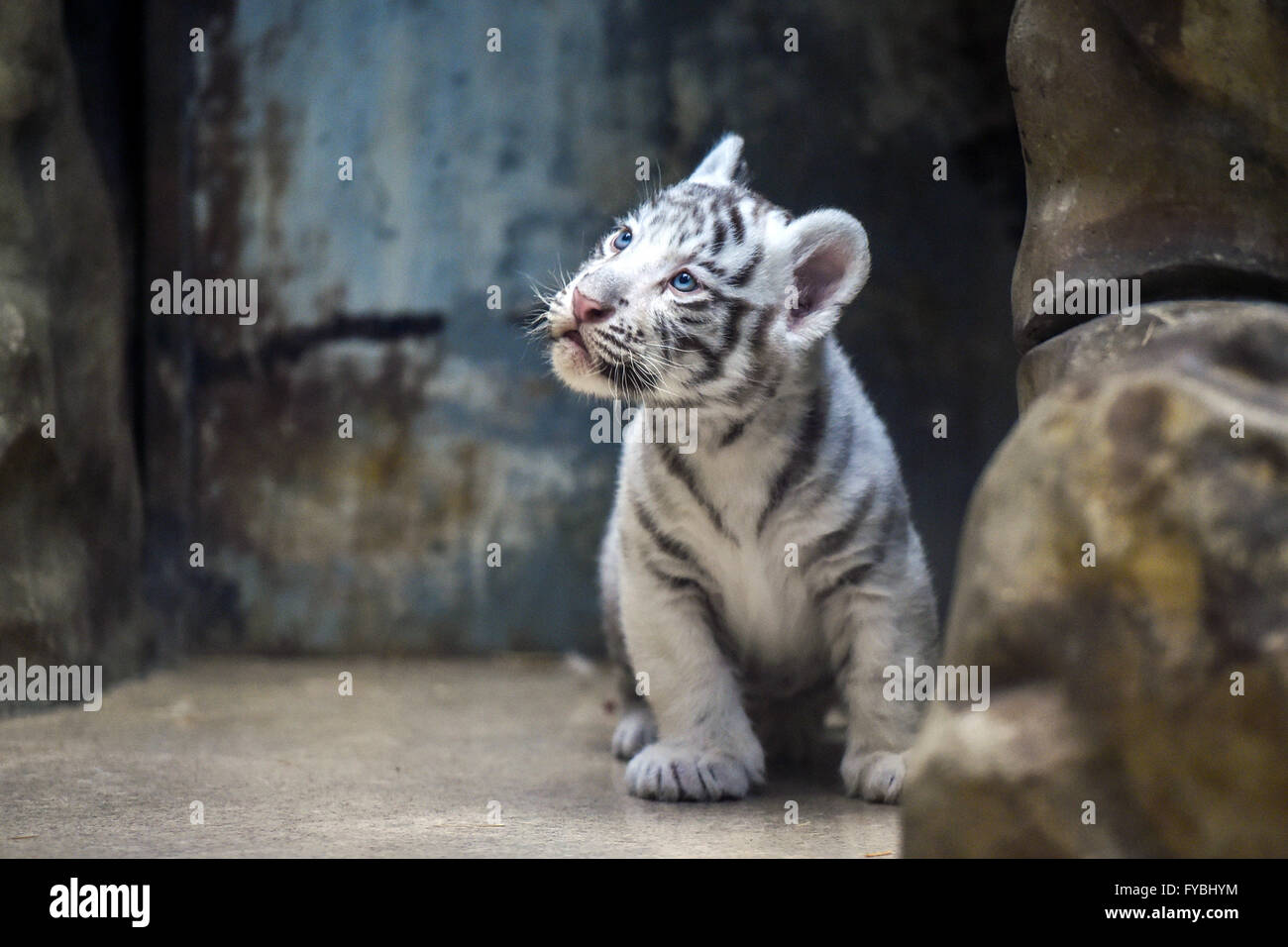 Tigres Blancs Comme Neige Banque D Image Et Photos Alamy