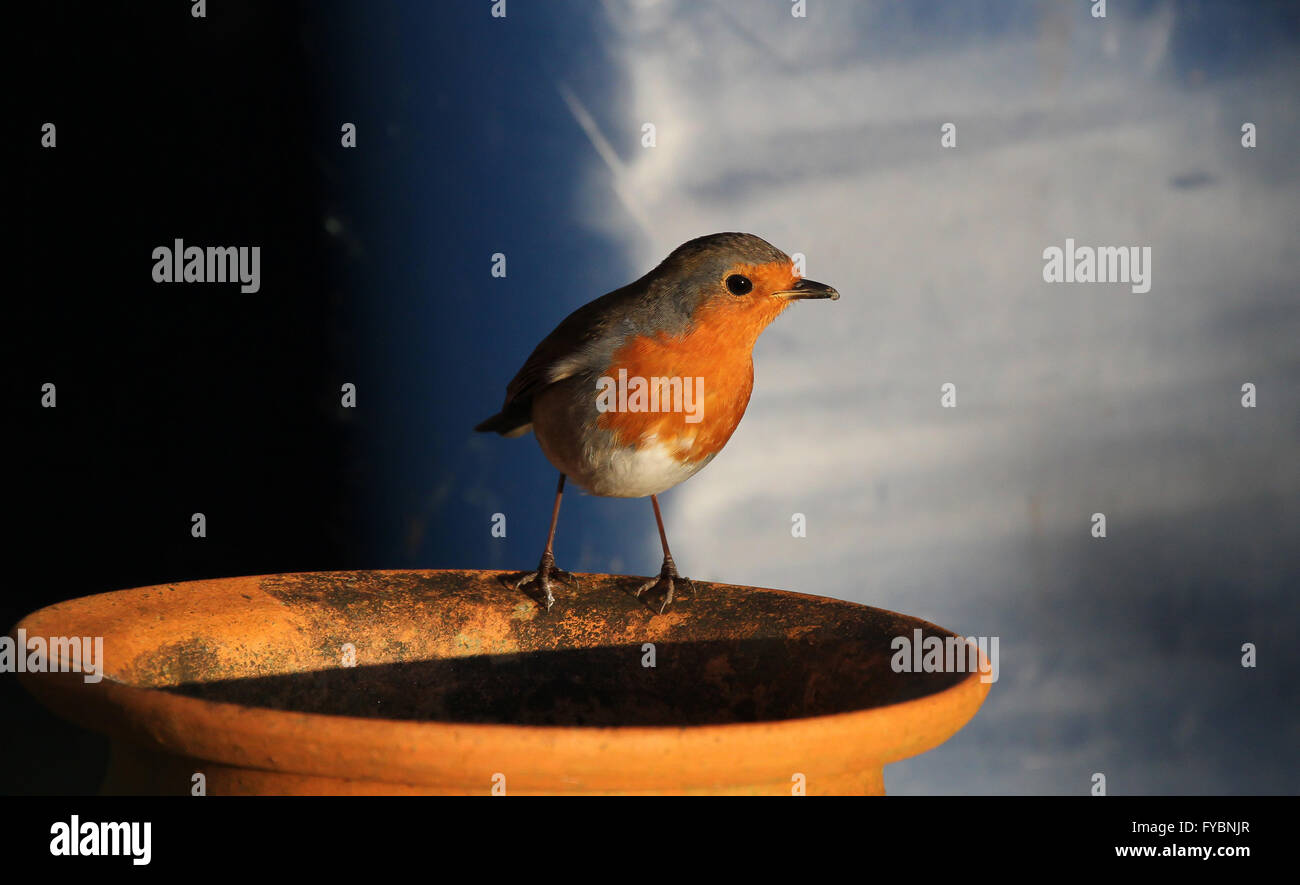 Robin sur jardin pot dans la lumière du soleil de fin de soirée au Royaume-Uni. Banque D'Images