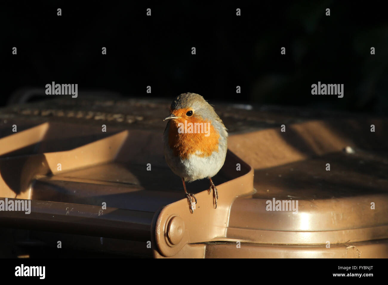 Robin pris dans la fin de la lumière du soleil sur le wheelie bin en UK Banque D'Images