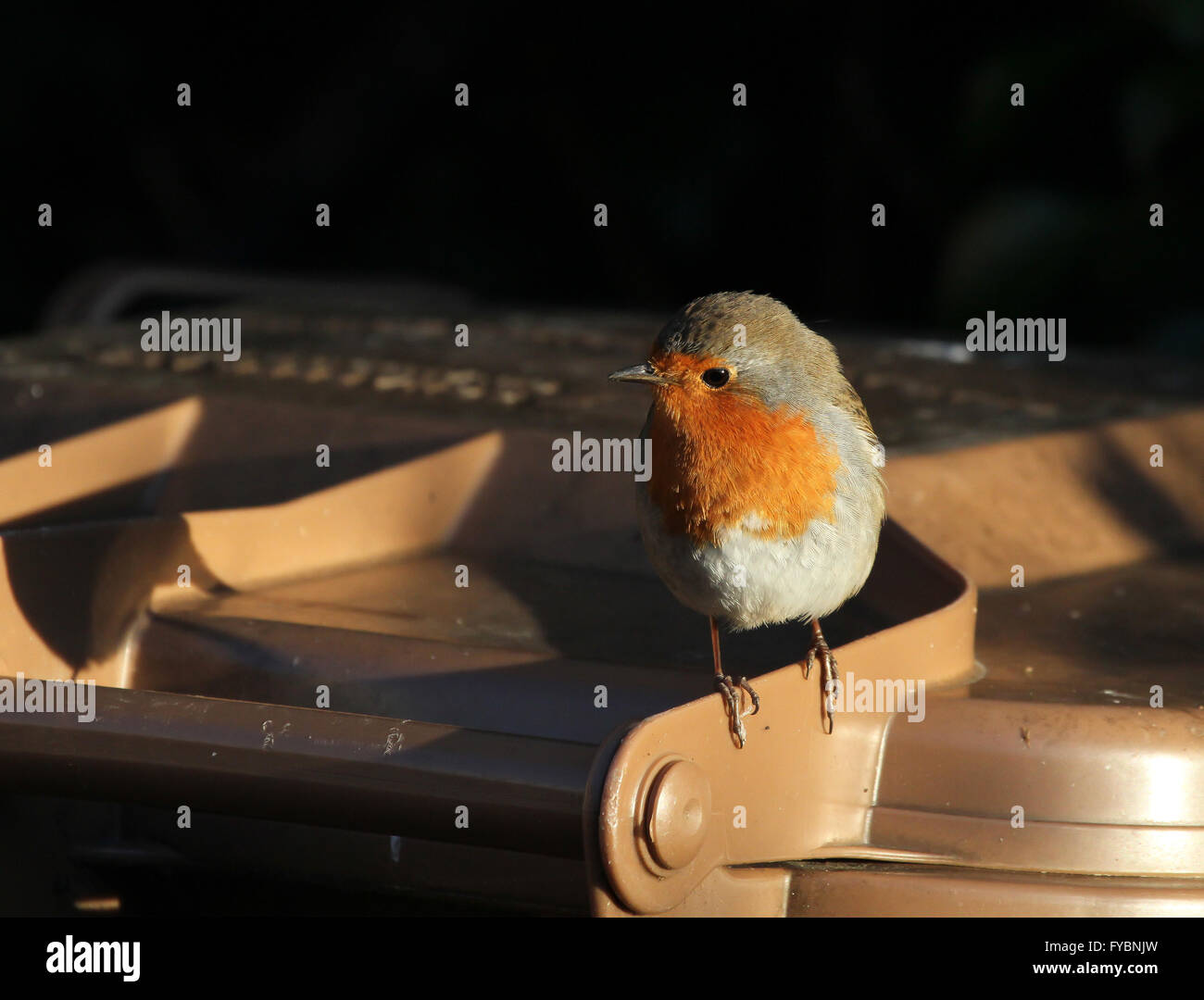Robin pris dans la fin de la lumière du soleil sur le wheelie bin en UK Banque D'Images