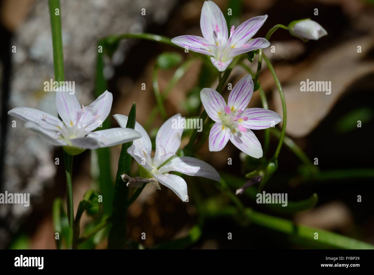 Fleur de beauté de printemps Banque D'Images