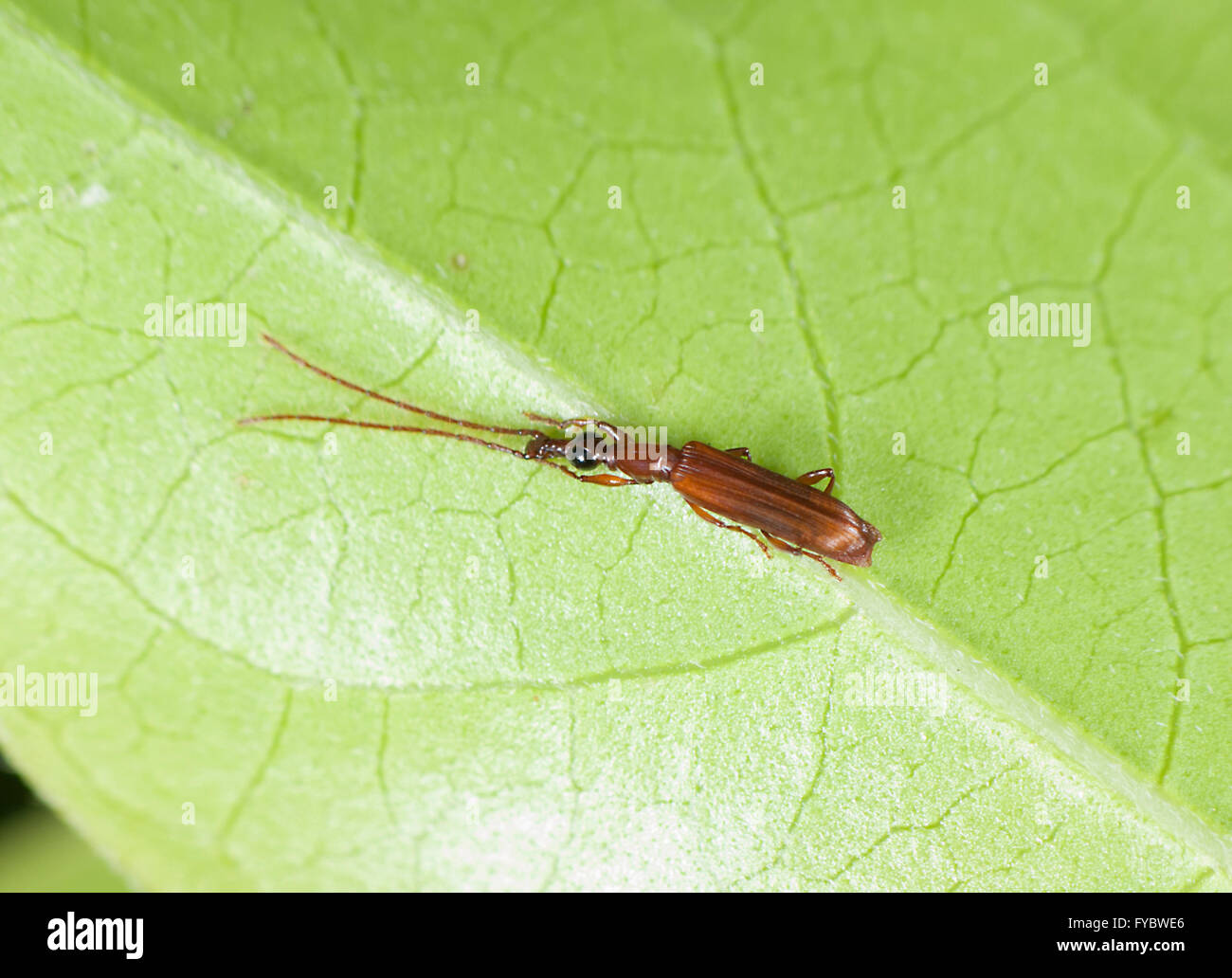 Insecte, New South Wales, Australie Banque D'Images