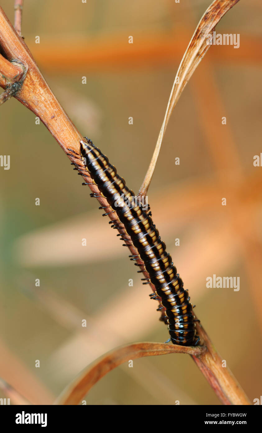 Caterpillar, New South Wales, Australie Banque D'Images