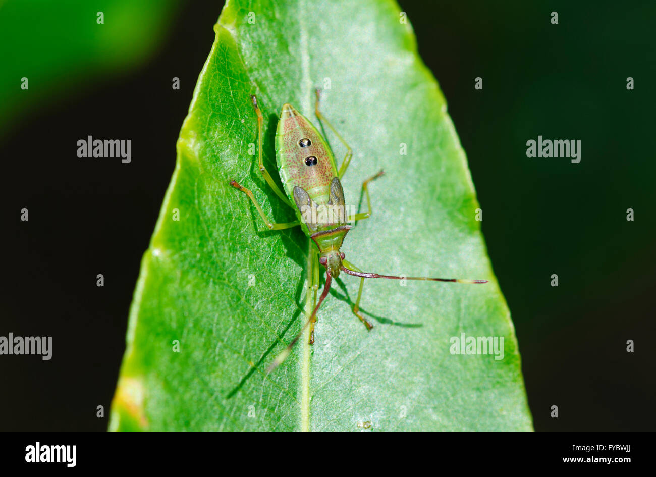 Stink Bug nymphe, New South Wales, Australie Banque D'Images