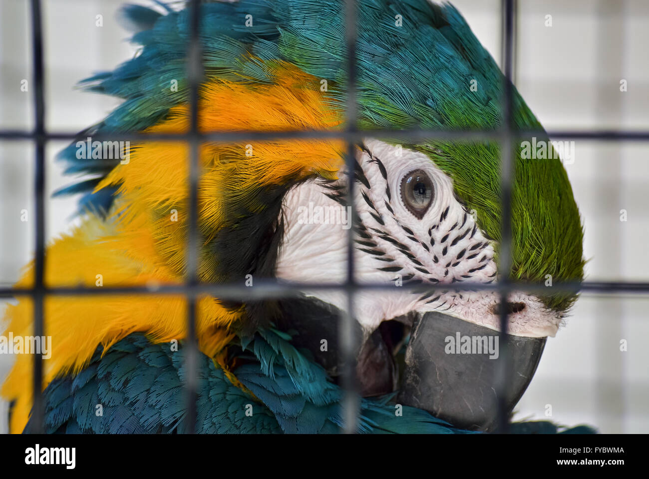 Gros plan de la tête d'un perroquet coloré dans la cage Banque D'Images