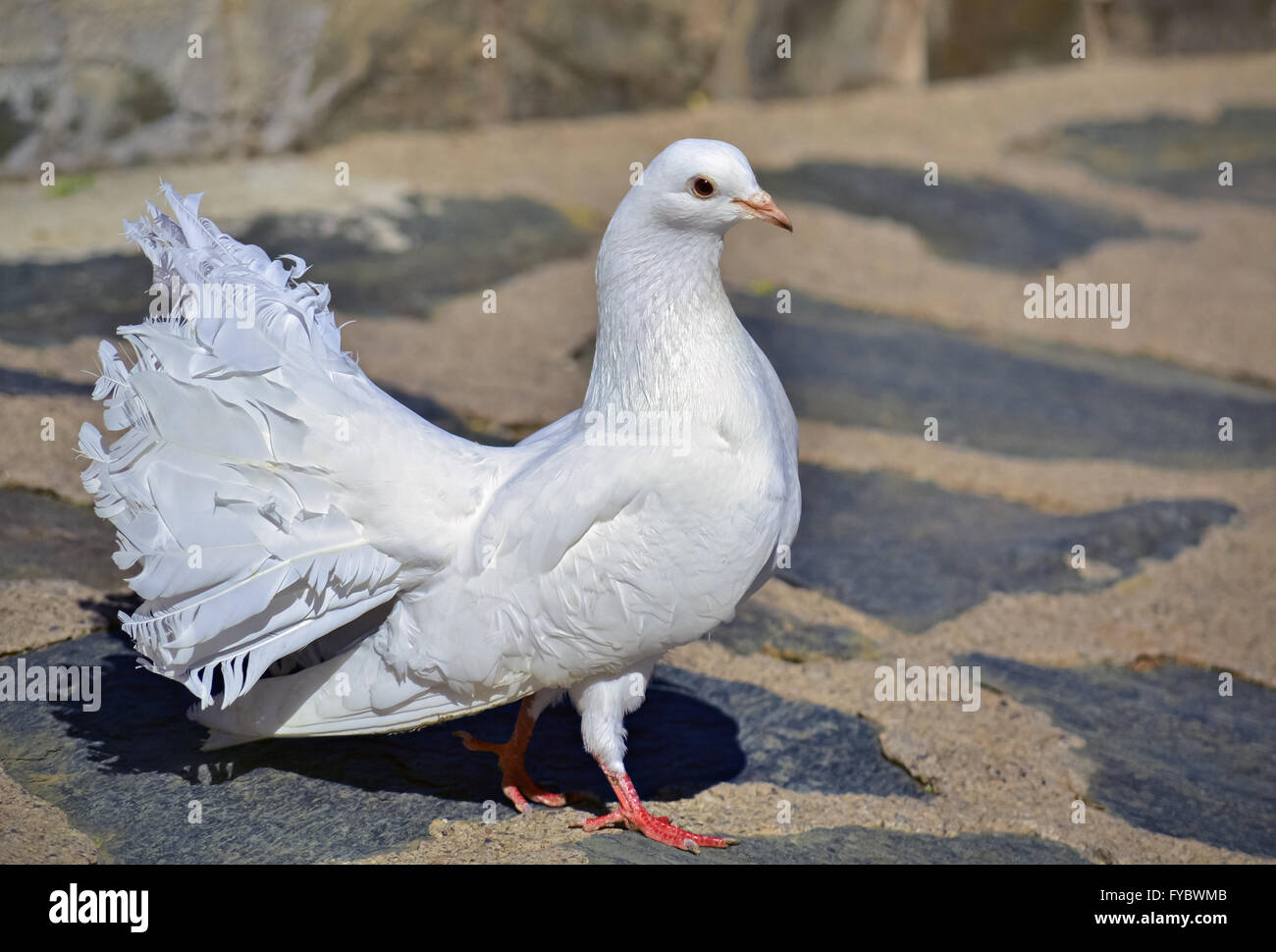 Libre D Une Belle Colombe Blanche Debout Sur Le Trottoir Photo Stock Alamy