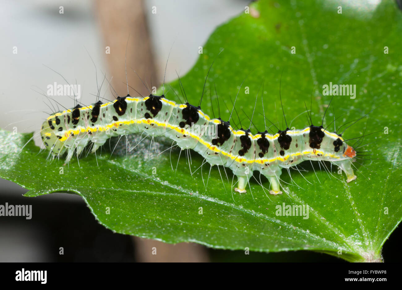 Caterpillar, larve de mite transversale, Xanthodes transversa, Mt Annan, New South Wales, NSW, Australie Banque D'Images