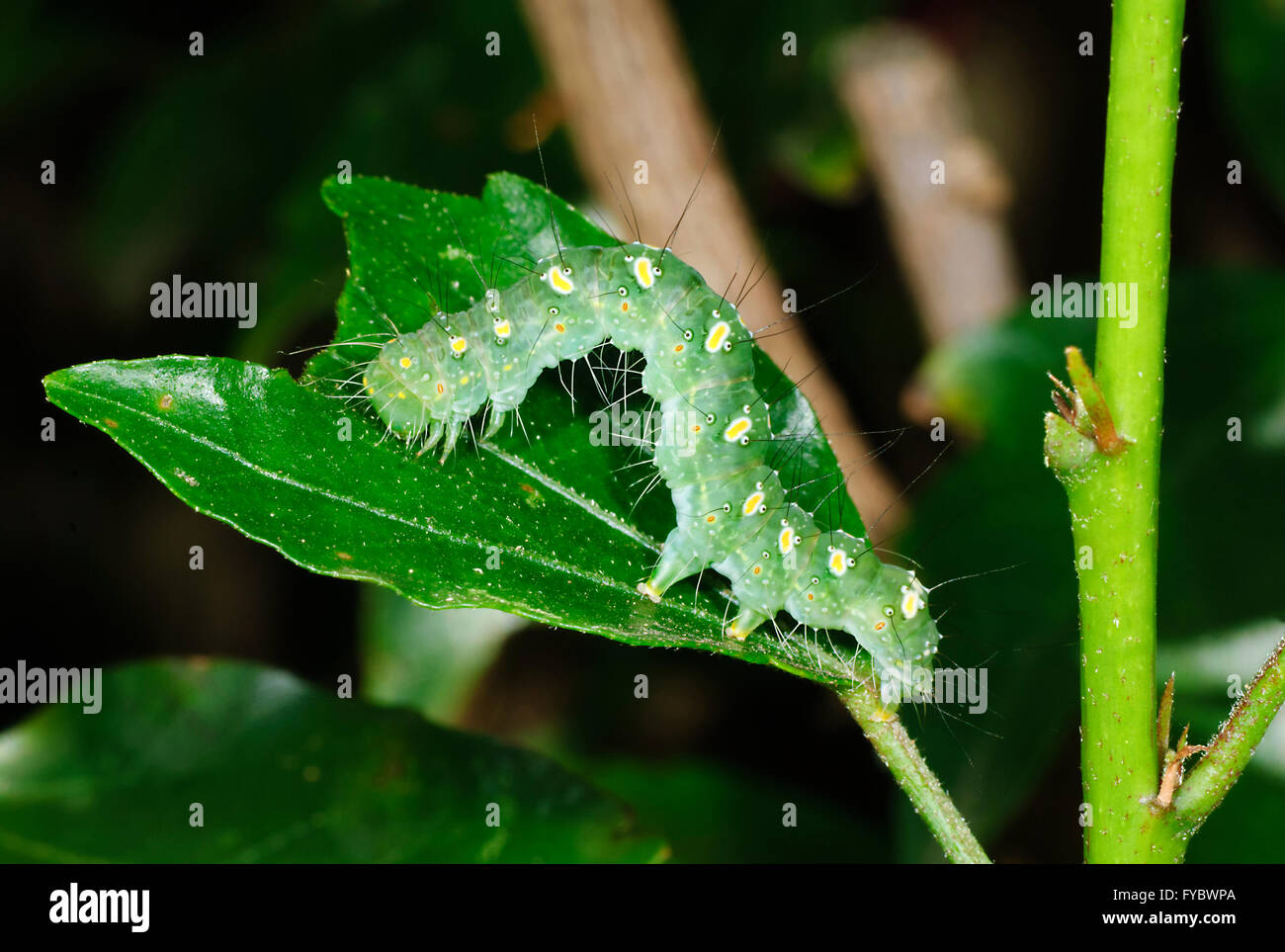 Caterpillar, Mt Annan, New South Wales, Australie Banque D'Images