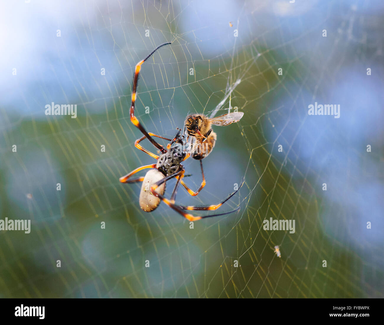 Golden Orb Spider Web (Nephila plumipes), Mt Annan, New South Wales, Australie Banque D'Images
