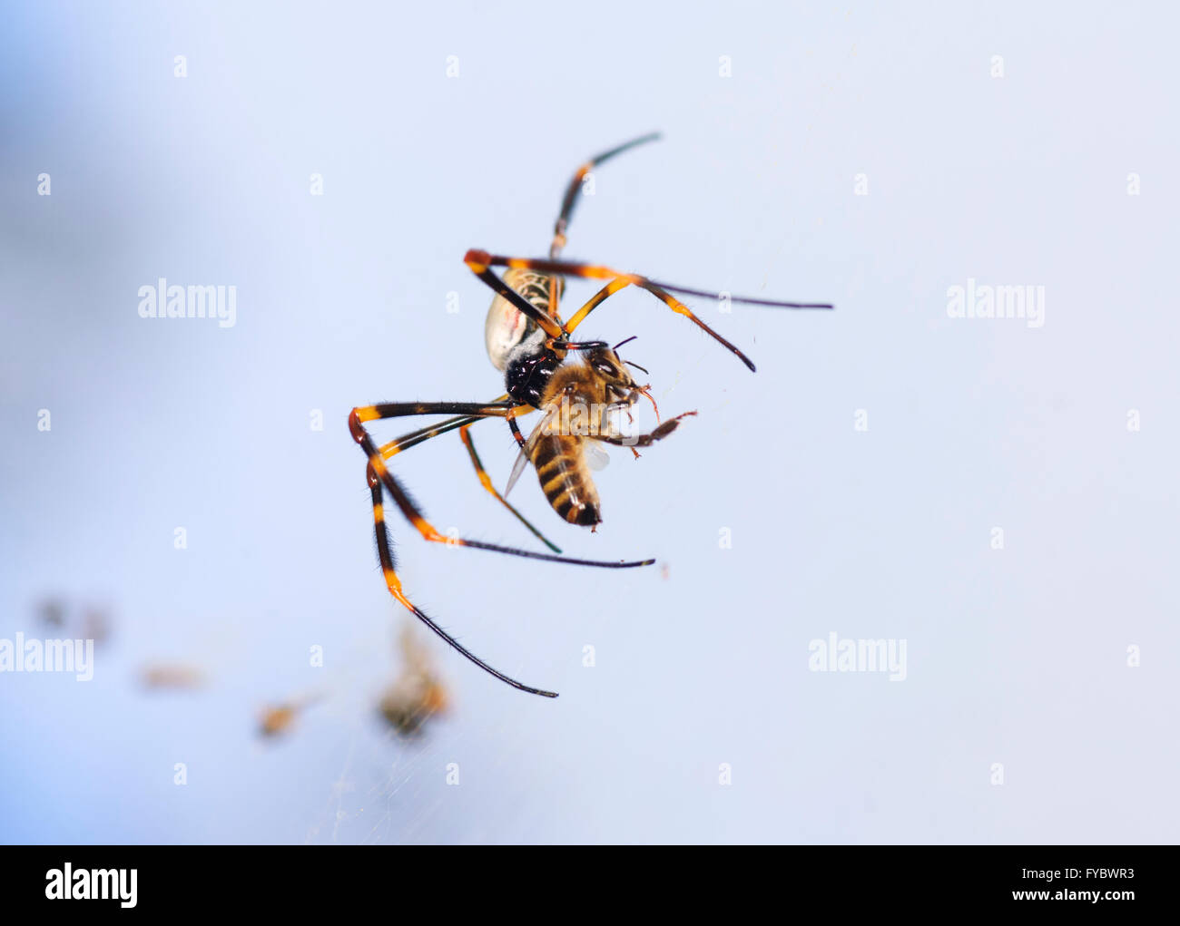 Golden Orb Spider Web (Nephila plumipes) avec les proies, Mt Annan, New South Wales, Australie Banque D'Images