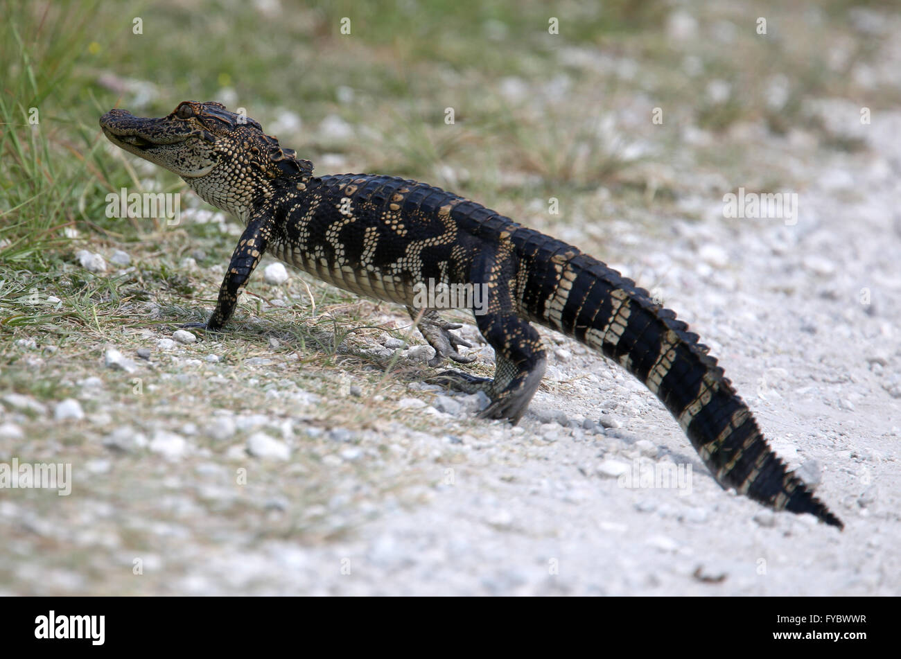 Les jeunes traversant le chemin d'alligator sentier juste en face de moi ! La TWAS environ 1,5 m ou 5m de long. Avril 2016 Banque D'Images