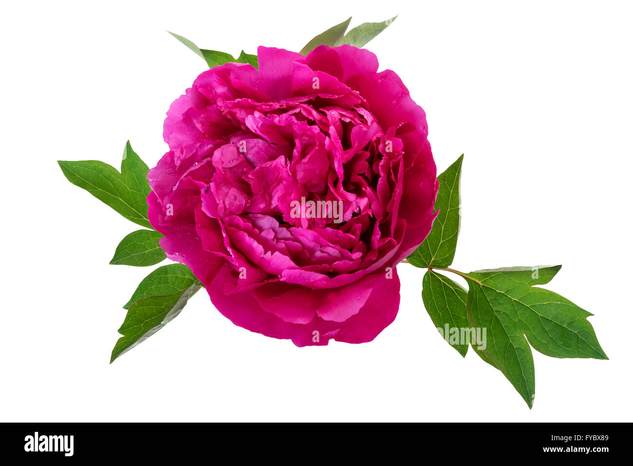 Fleur de pivoine Banque D'Images