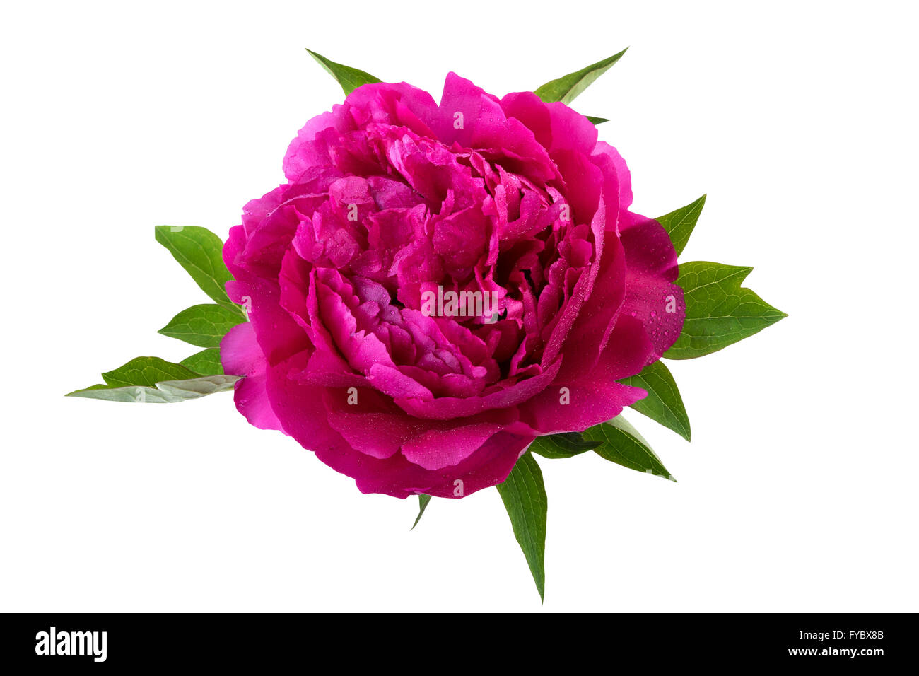 Fleur de pivoine couleur rose Banque D'Images