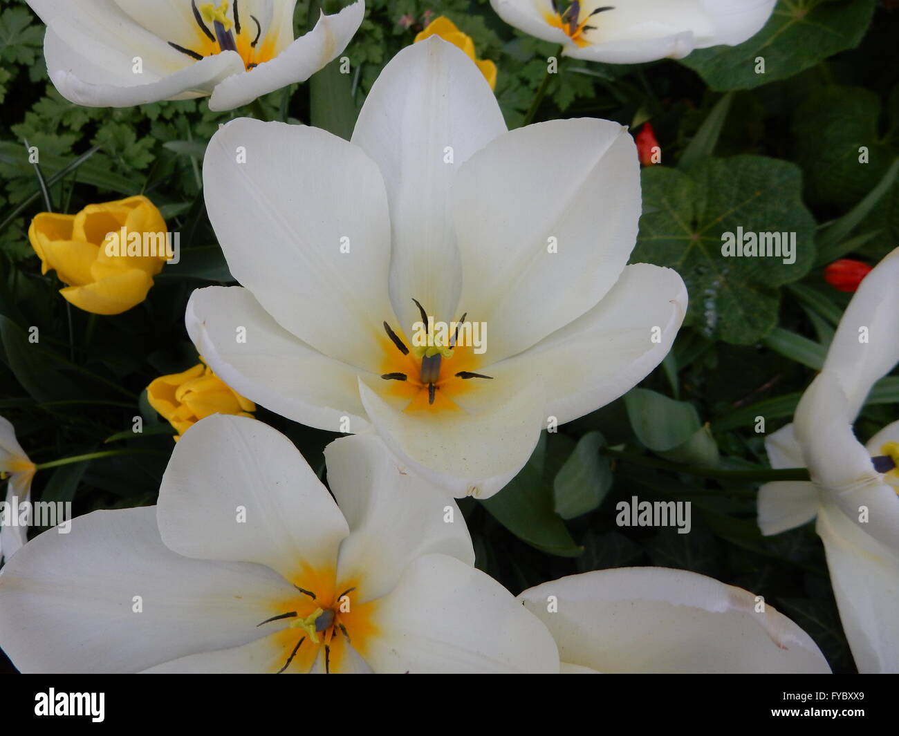 Tulipes blanches dans un jardin à Bonn, Allemagne Banque D'Images