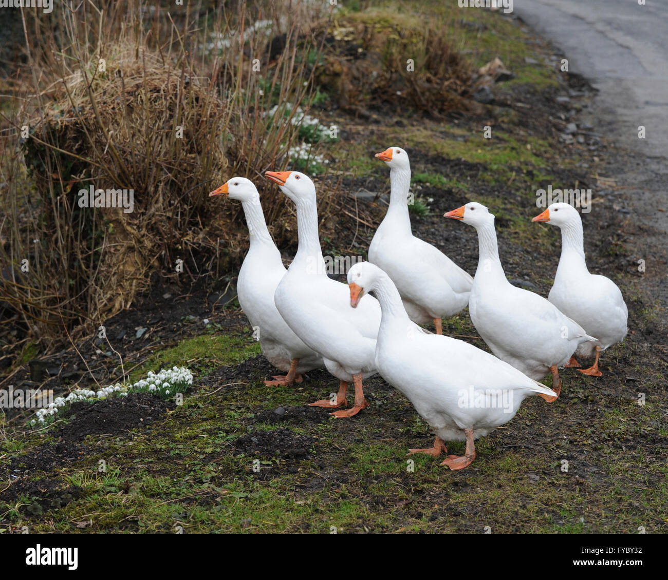 Blencathra chasser d'Millbeck Millbeck Hall Hall 08.03.16 Agent de sécurité. Six Oies Banque D'Images