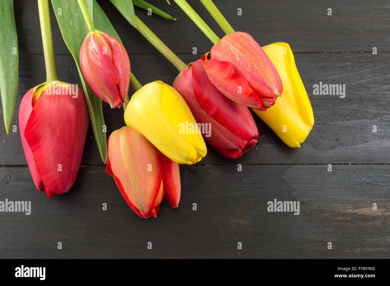 Tulipes rouges et jaunes sur une table en bois foncé Banque D'Images