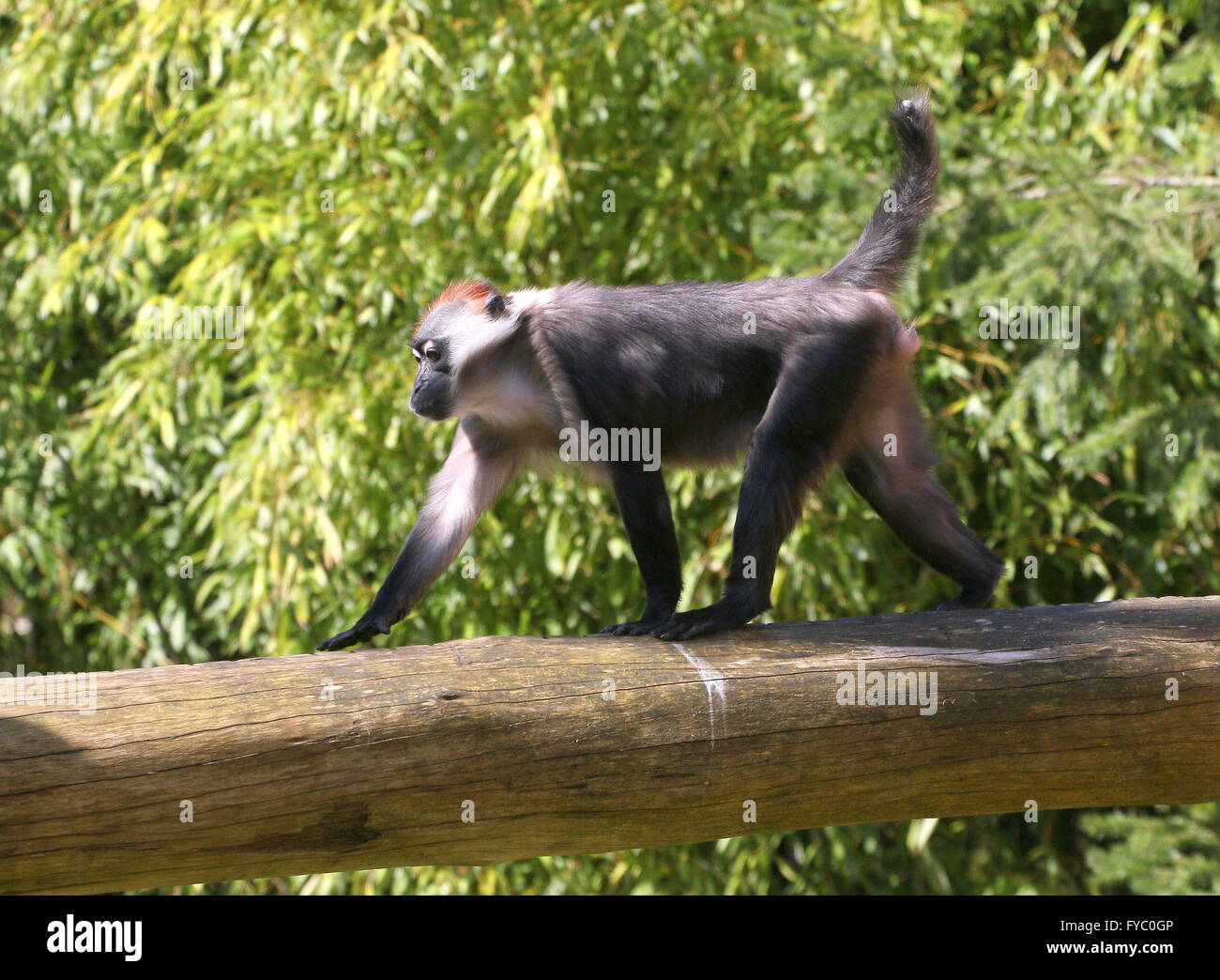 Rouge de l'Afrique de l'ouest ou enneigées (blanc) Mangabey à collier (Cercocebus torquatus, Cercocebus collaris) marcher sur un arbre mort tombé Banque D'Images