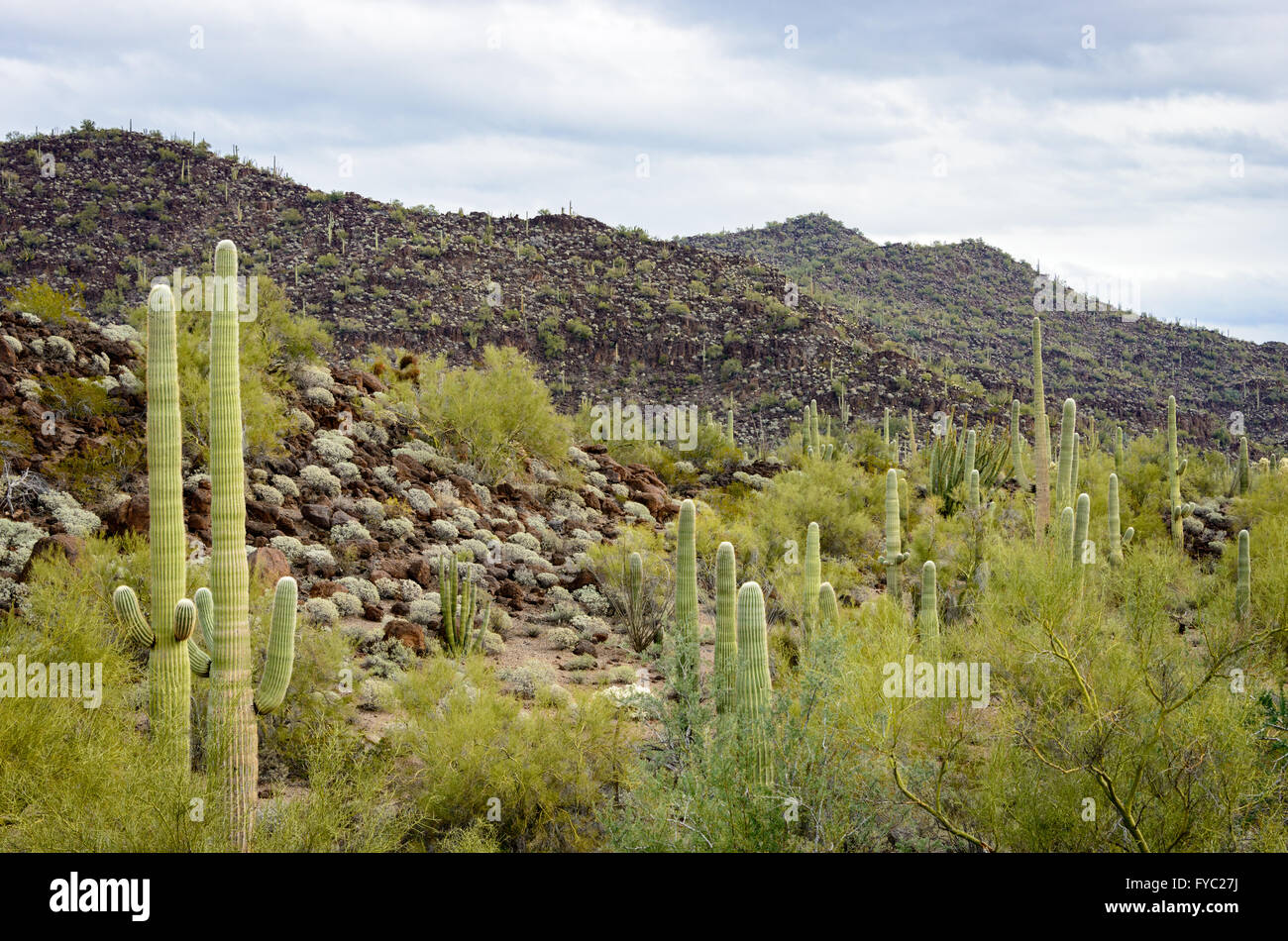 Tuyau d'orgue Monument National Cactus Banque D'Images