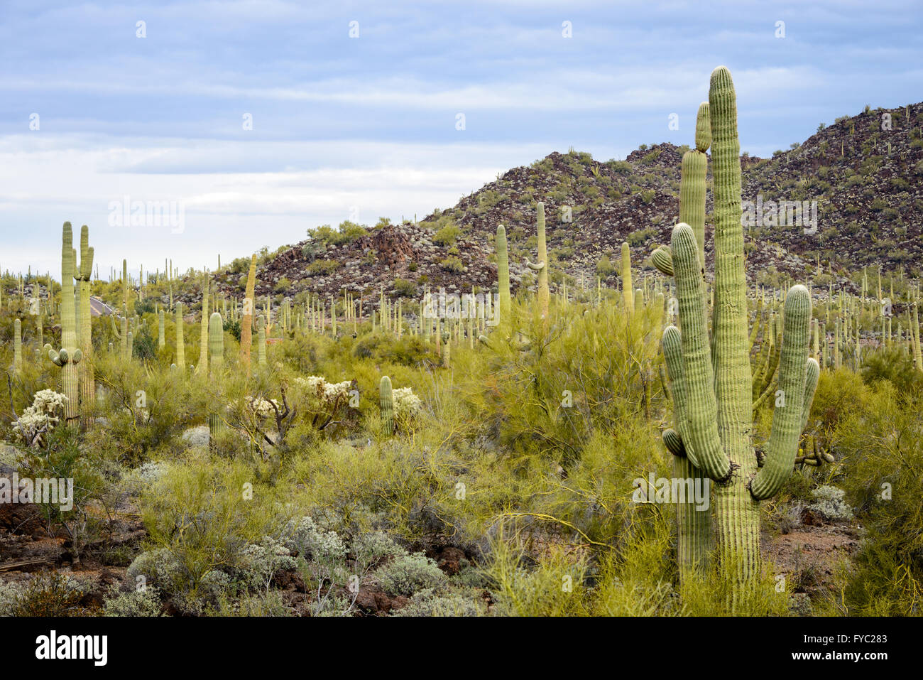Tuyau d'orgue Monument National Cactus Banque D'Images