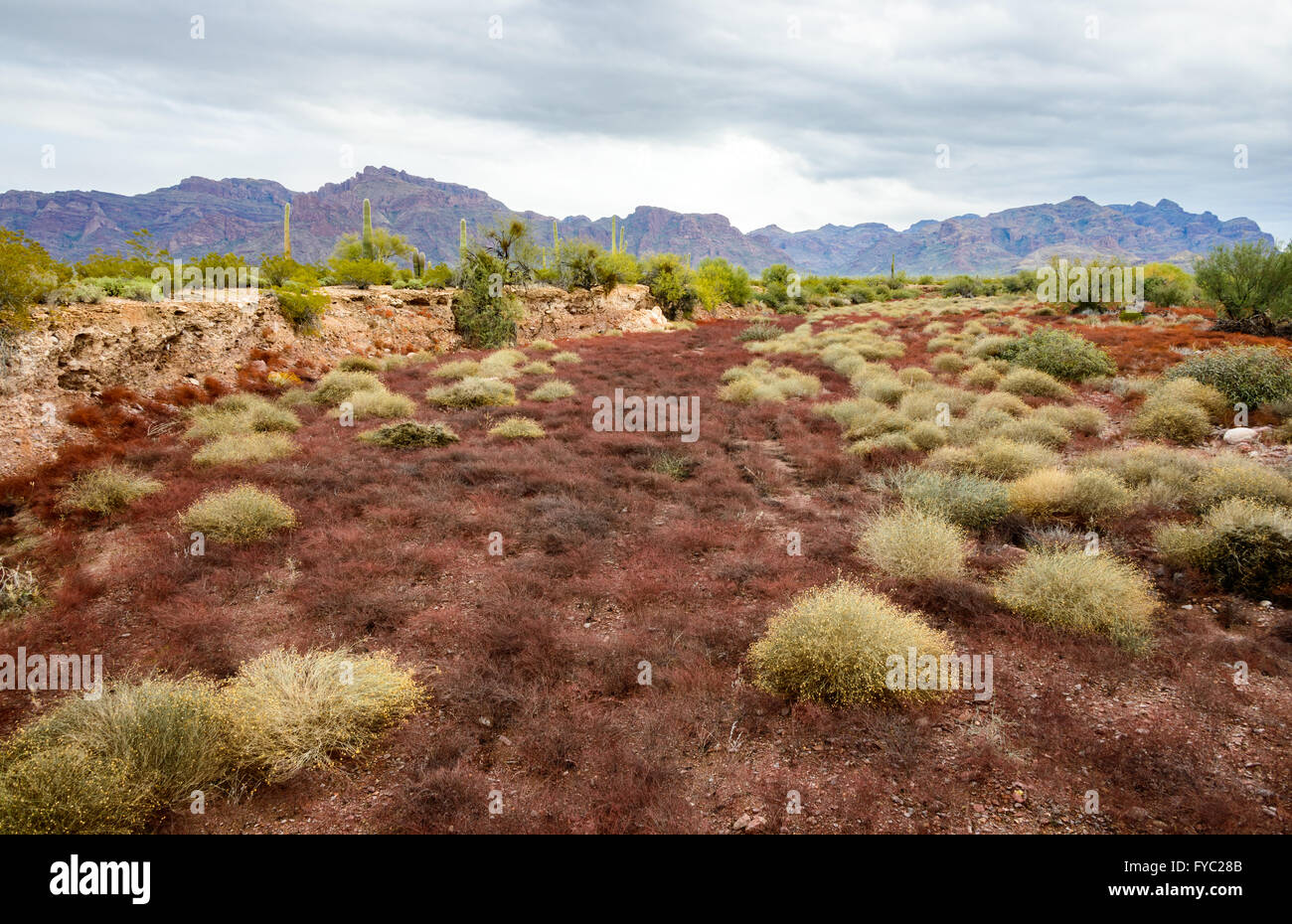 Tuyau d'orgue Monument National Cactus Banque D'Images