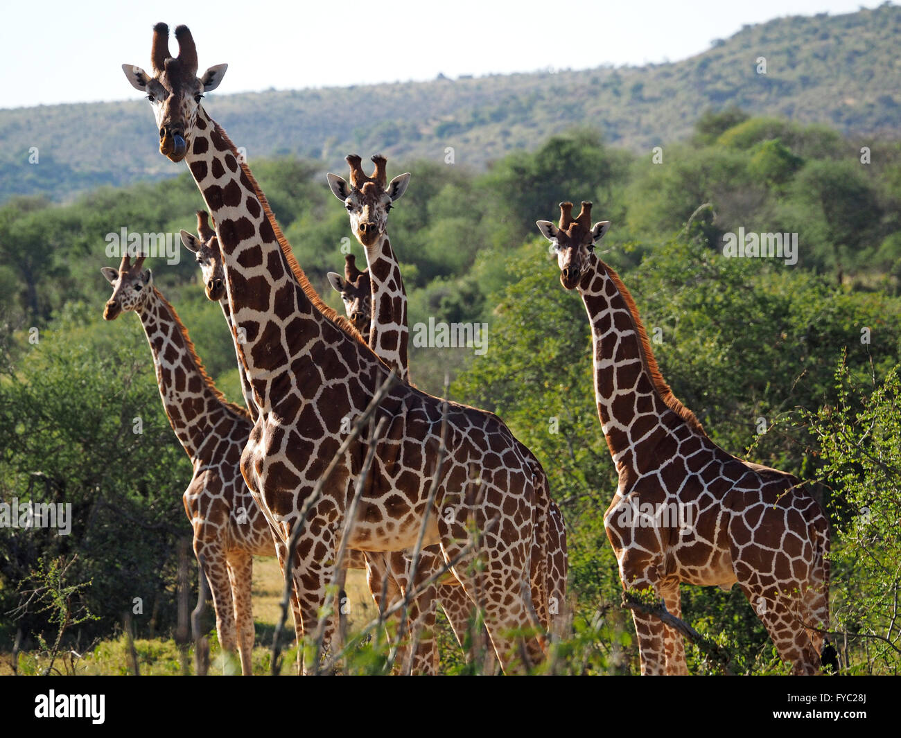 Troupeau de six giraffe réticulée regarder la caméra dans un épais buisson de pays arides du Kenya Laikipia montrant ossicônes Banque D'Images