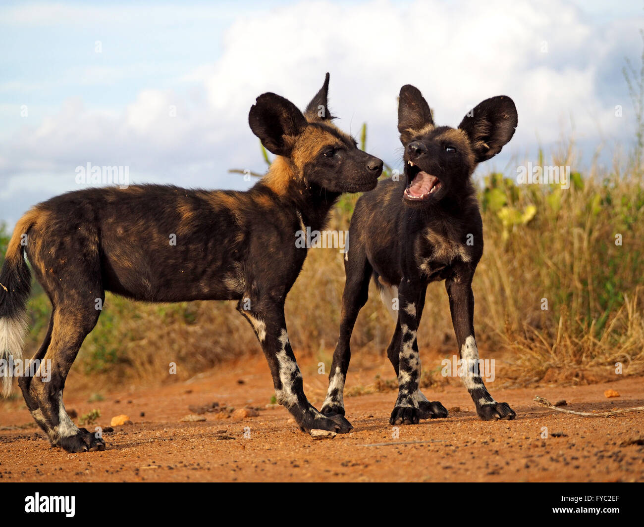 2 chiots de chien sauvage africain / loups peints (Lycaon Pictus ...