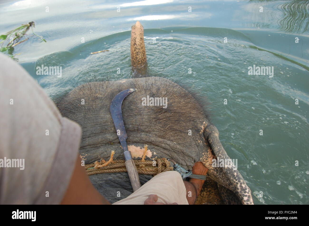 Tour d'éléphant dans la région de Chitwan, Népal Banque D'Images