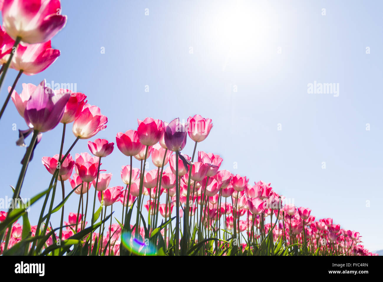 Excellent champ de tulipes sur une journée de printemps ensoleillée. Banque D'Images