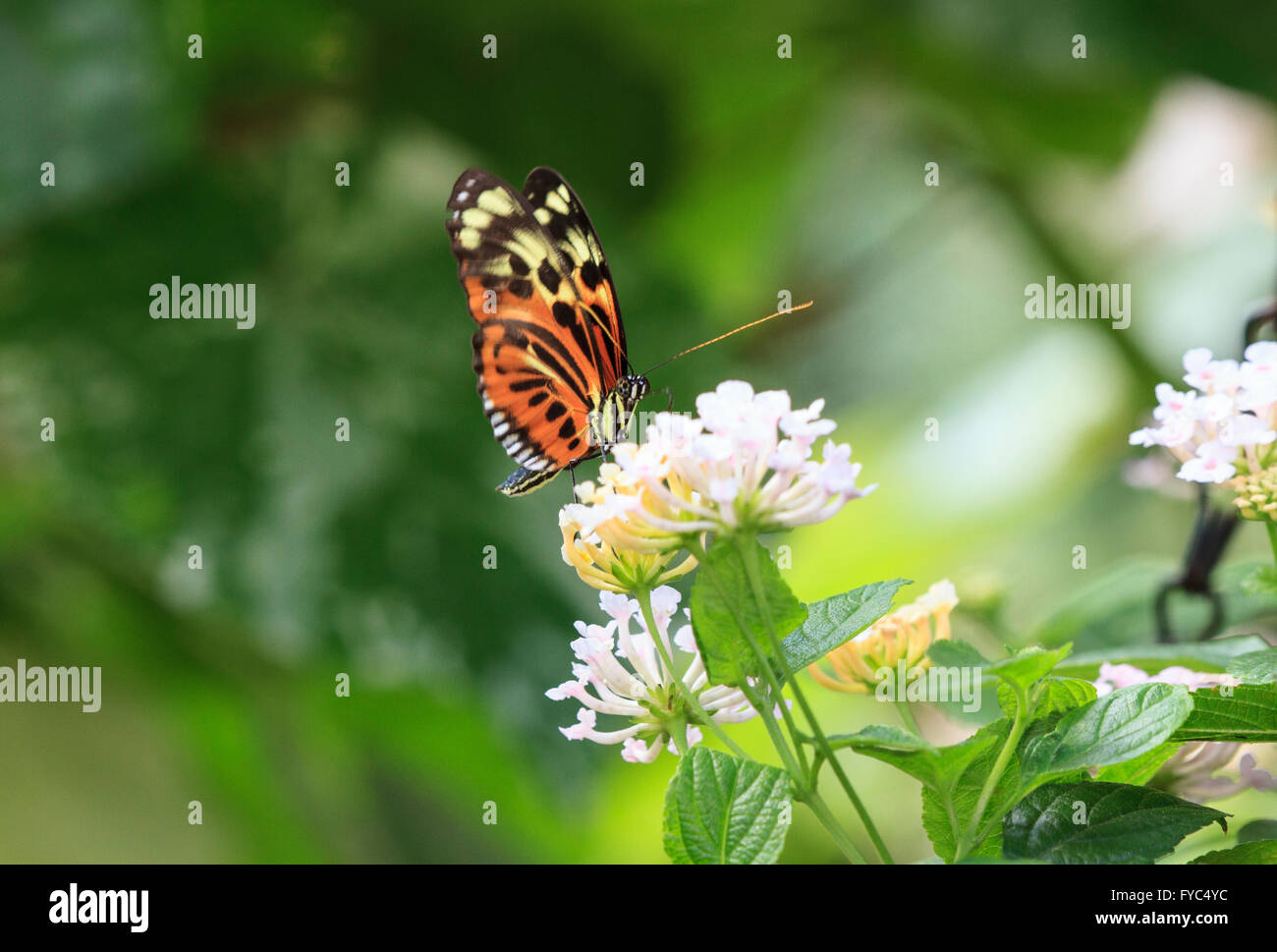 Heliconius hecale Longwing polymorphes (papillon) la recherche de nourriture sur une fleur Banque D'Images