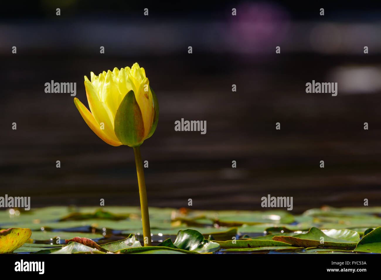 Fleur de Lotus jaune commence à s'ouvrir. Permanent au-dessus les feuilles de nénuphars, le lotus est mis en lumière par le soleil Banque D'Images