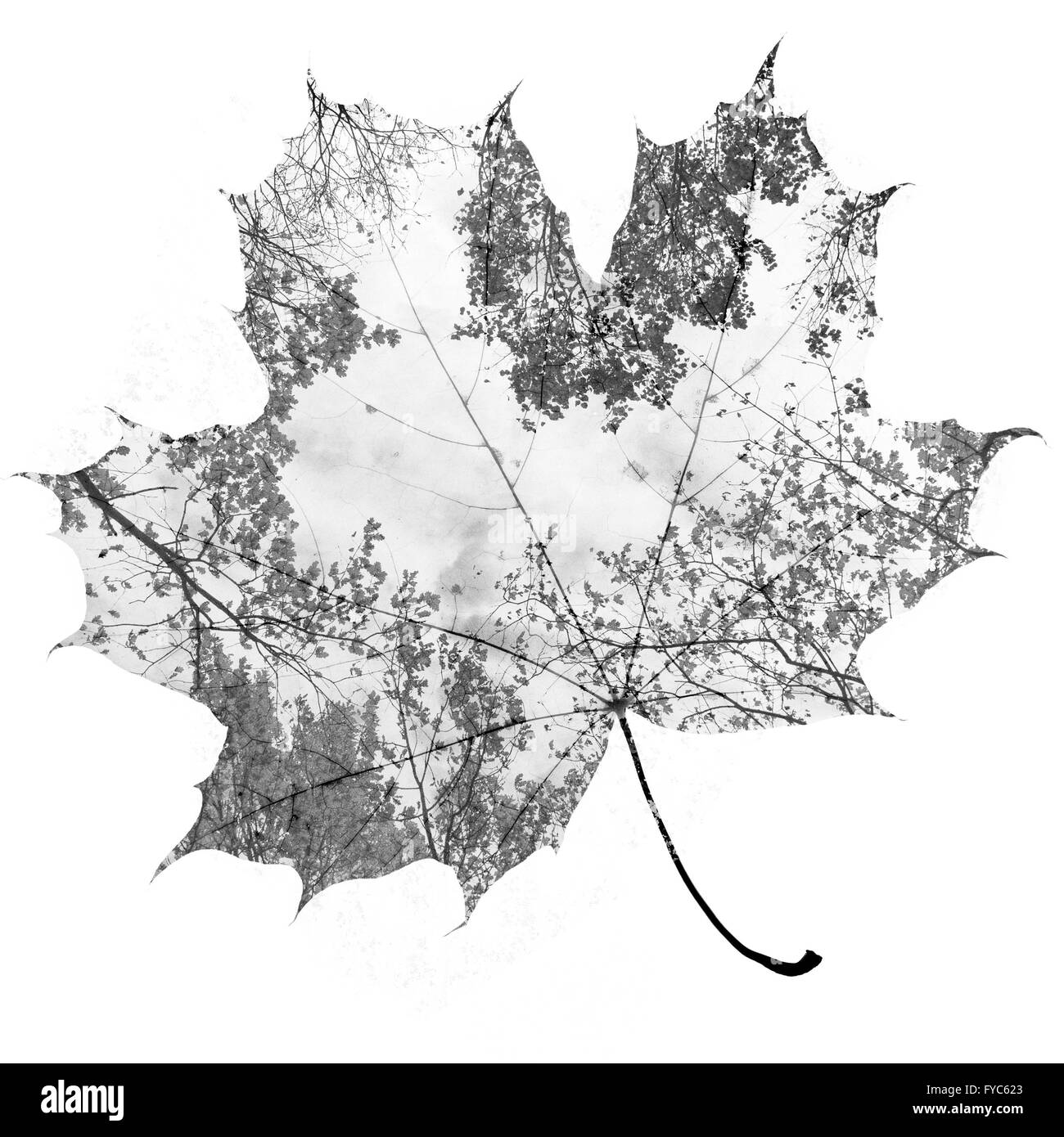 Feuille d'érable de l'automne Banque D'Images