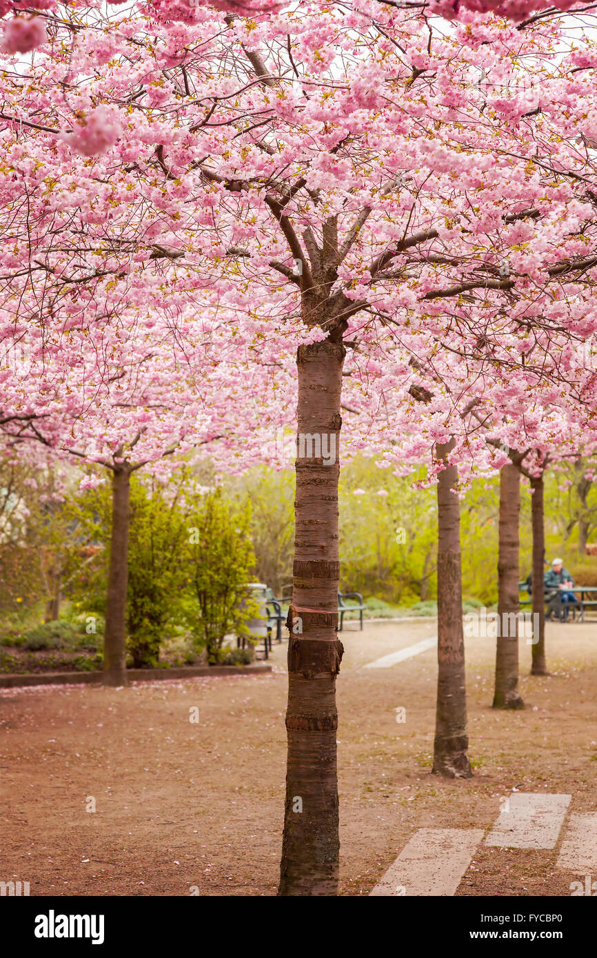 Image du parc public avec flowering cherry blossom. Helsingborg, Suède. Banque D'Images