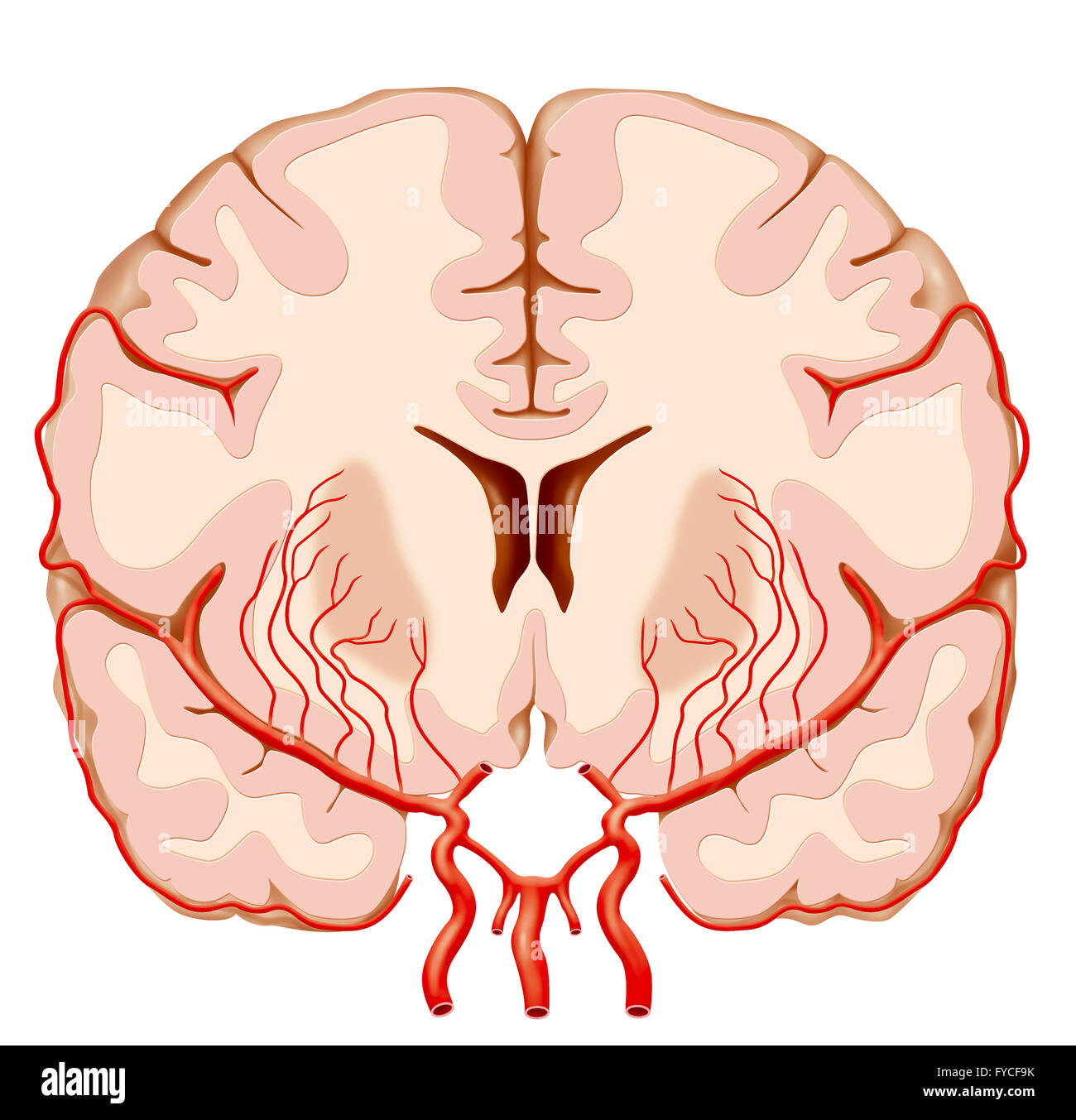 L'artère cérébrale, ILLUSTRATION Banque D'Images