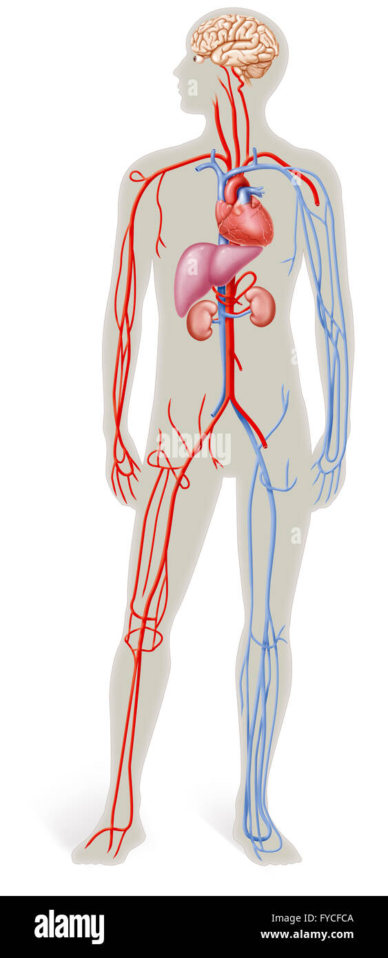 ANATOMIE Banque D'Images