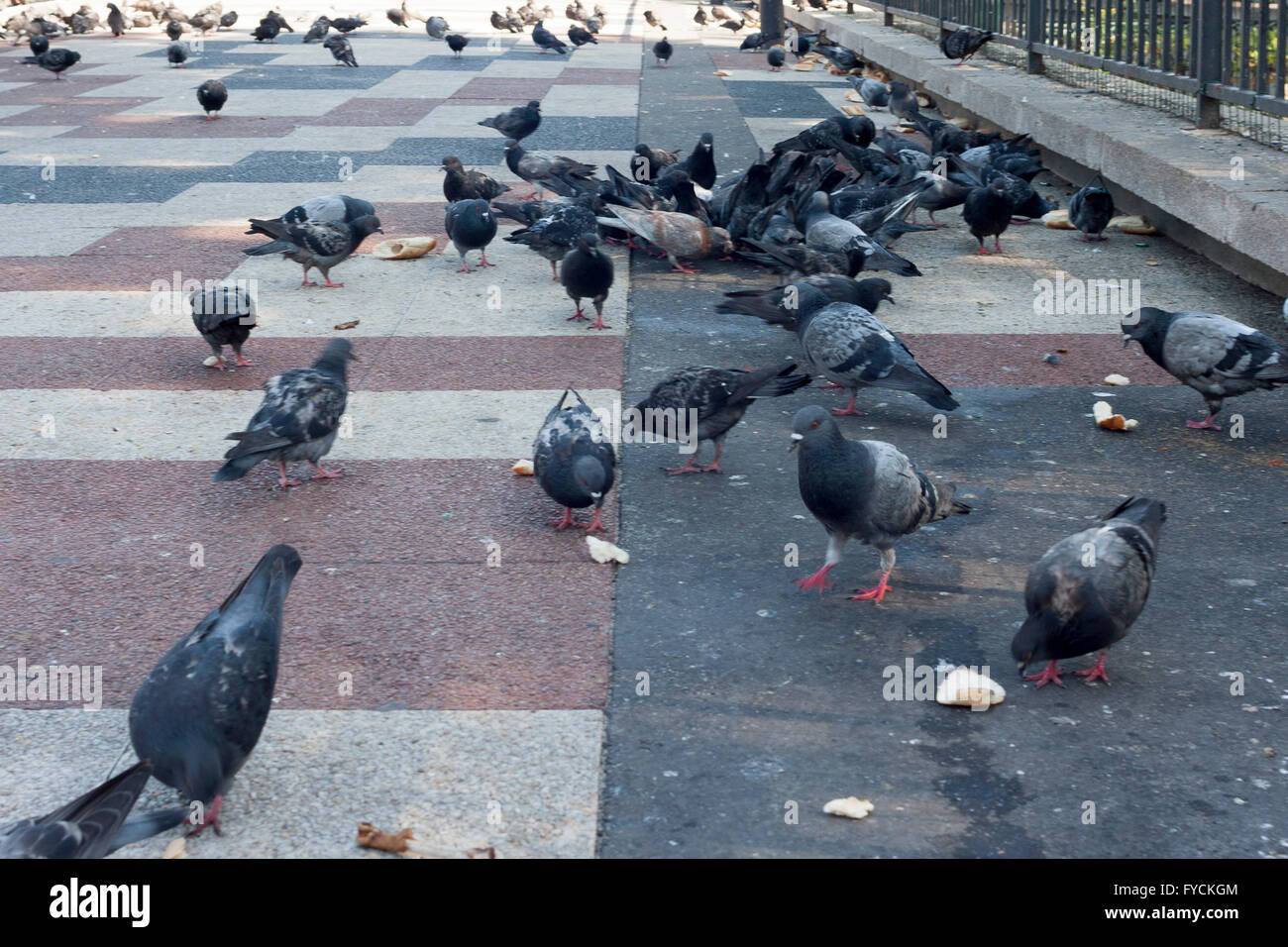 Pigeon vu manger dans la rue à Paris. France Pako Pic Mera Banque D'Images