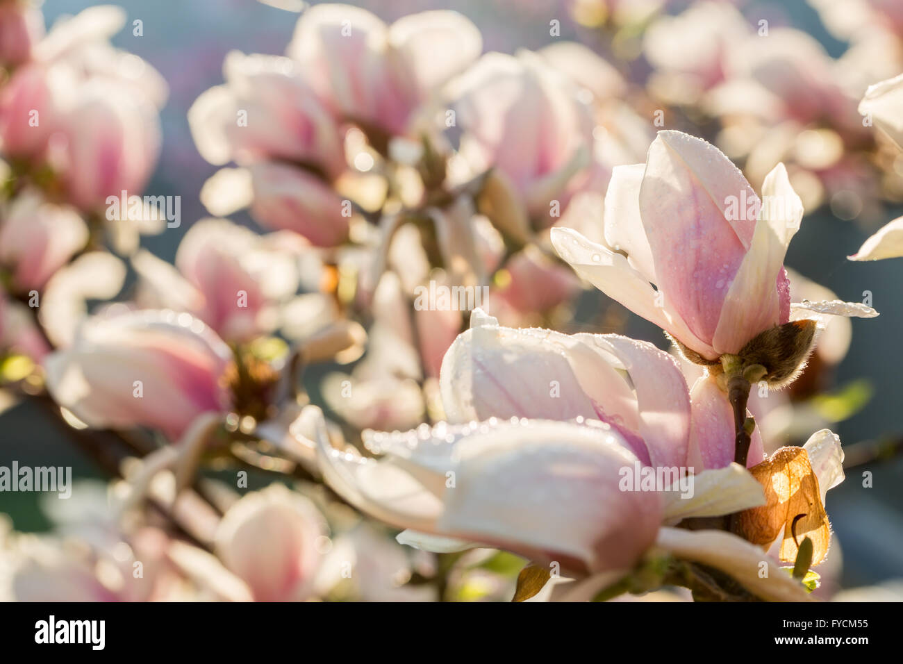 Close up of magnolia fleurs. Banque D'Images