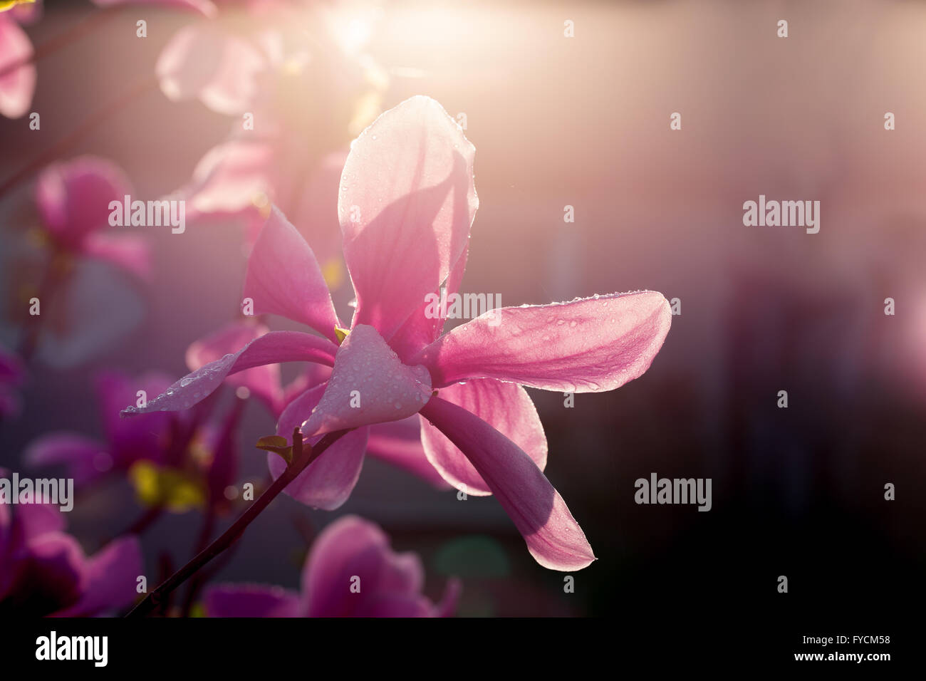 Close up of magnolia fleurs. Banque D'Images
