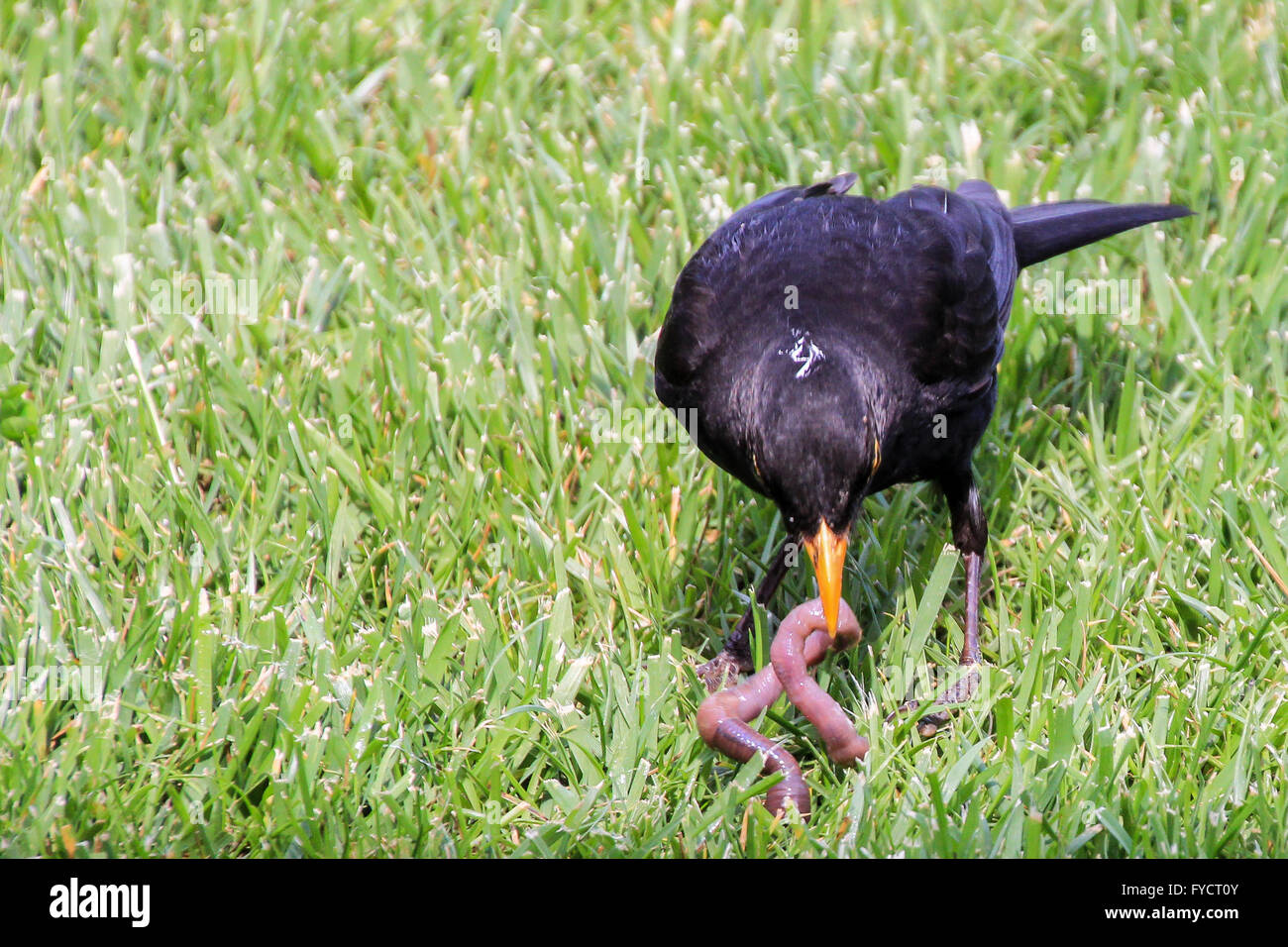 Début de l'oiseau noir est le ver Banque D'Images Début de l'oiseau noir est le ver Banque D'Images