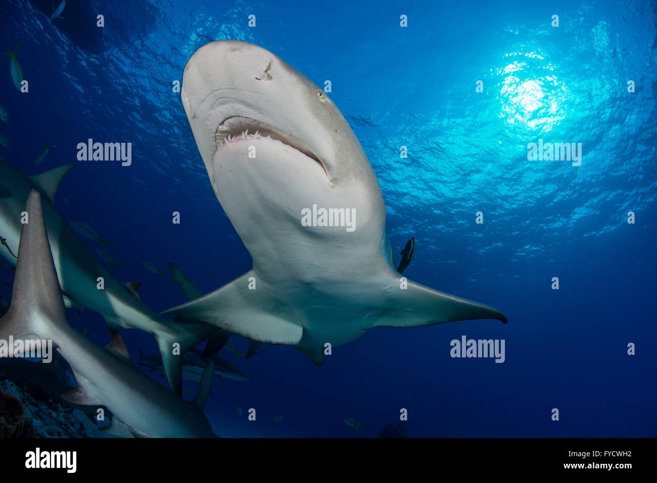 Le requin, Negaprion brevirostris, Bahamas Banque D'Images