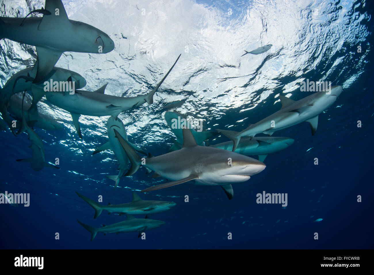 Requin de récif des Caraïbes, Carcharhinus perezi, une école de natation, Bahamas Banque D'Images