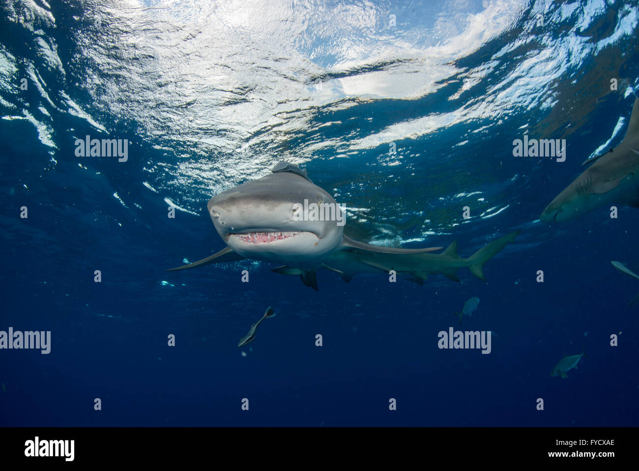 Le requin, Negaprion brevirostris, natation, Bahamas Banque D'Images