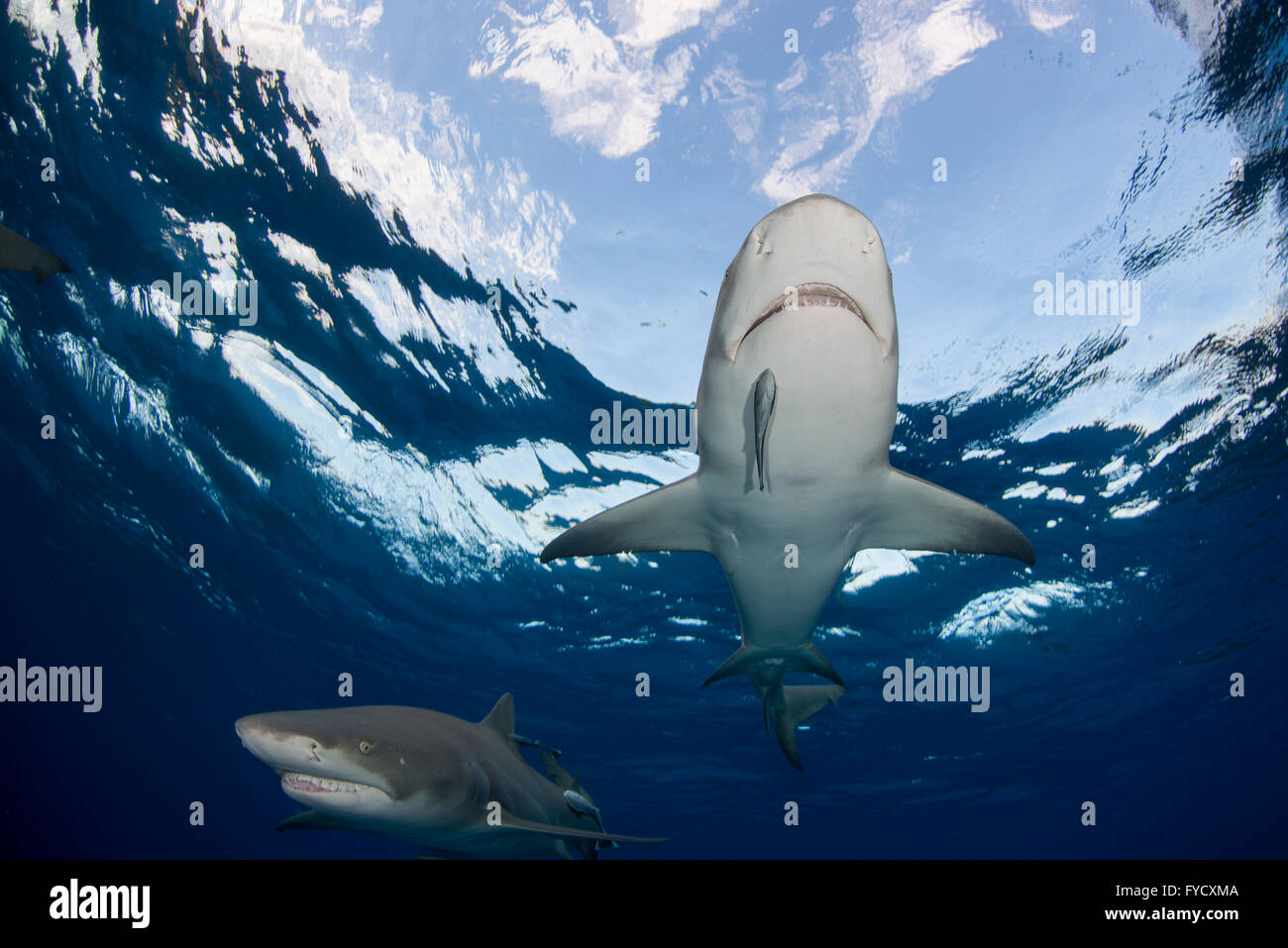 Le requin, Negaprion brevirostris, dessous, Bahamas Banque D'Images