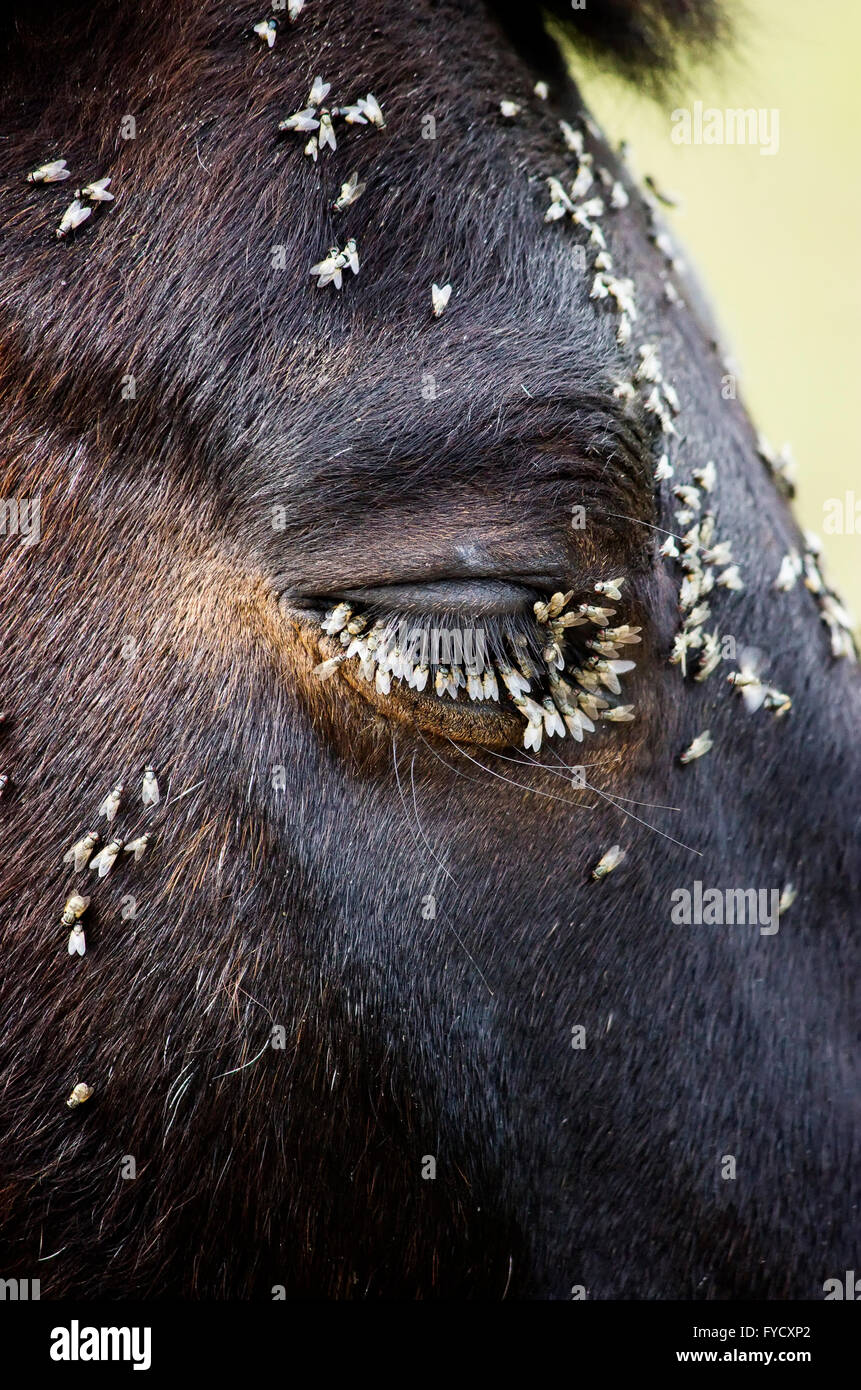 Essaim de mouches se nourrissent des sécrétions de l'humidité produite par la glandes lacrymales d'un œil les chevaux. Banque D'Images