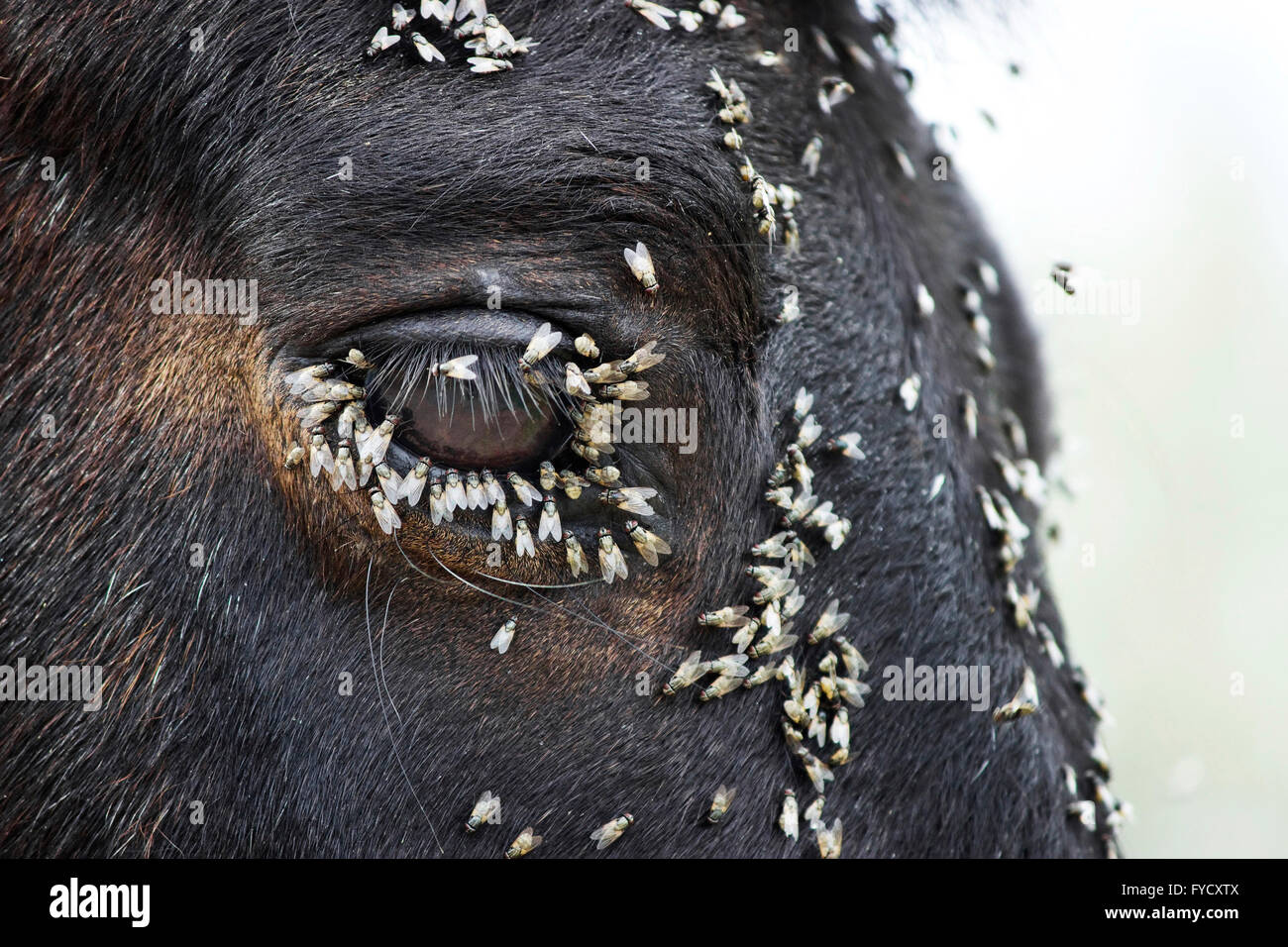 Groupe agressif fly manger sur la chair tendre autour d'une souffrance cheval paupière inférieure glandes lacrymales. Banque D'Images