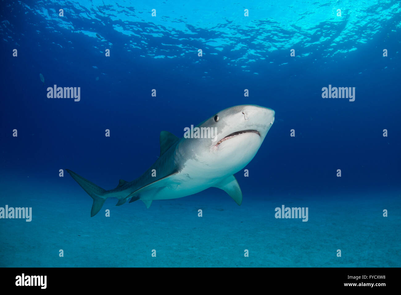 Requin tigre, Galeocerdo cuvier, dessous, Bahamas Banque D'Images