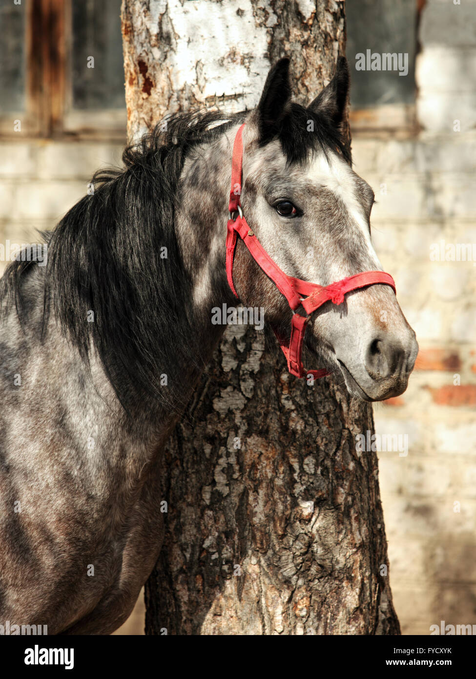 Gris pommelé cheval lusitanien poulain au stud farm Banque D'Images