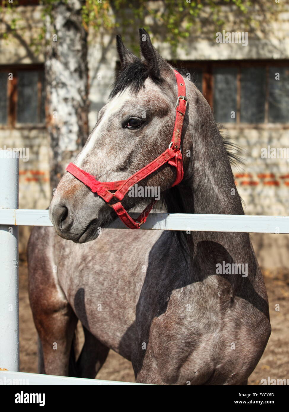 Gris pommelé cheval lusitanien poulain au stud farm Banque D'Images