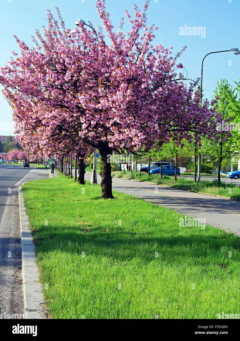Cerisiers en fleurs (Sakura) ruelle de Karvina Banque D'Images