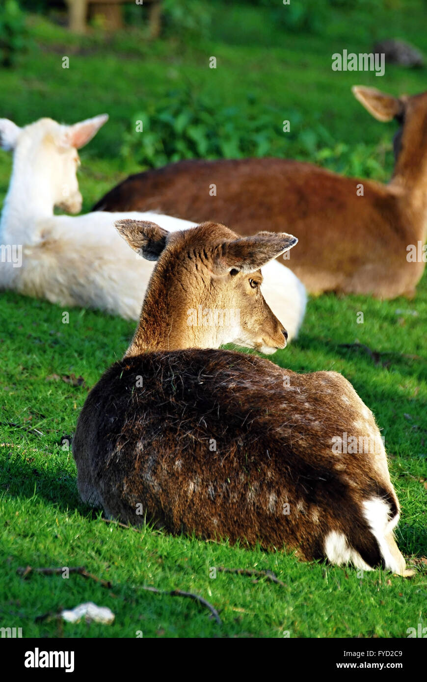 Brown et blanc red deer se détendre sur l'herbe de printemps frais Banque D'Images